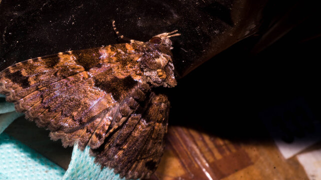 This appears to be a Lunate Zale (Zale lunata), a large moth in the family Erebidae. Taken from Las Pinas, NCR, Philippines.