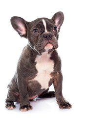 Fototapeta premium puppy french bulldog