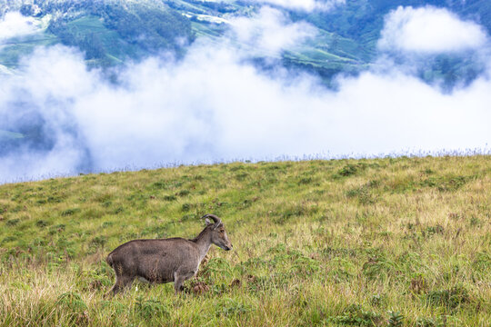 Nilgiri Tahr in Cloud Covered Highland Meadows of Western Ghats