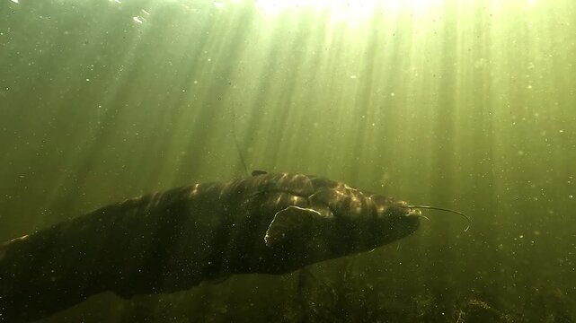 Giant wels catfish over 2 m - Silurus glanis - passes in profile through murky French lake water, showing old spawning fight scars on its tail.