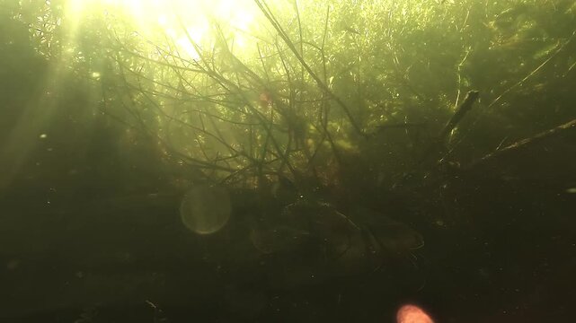 Low angle view of a wels catfish - Silurus glanis - swimming under a lake edge, showing how this giant freshwater predator patrols close to shore.