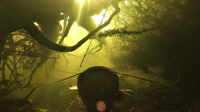 Low angle close up under a wels catfish head - Silurus glanis - frantically moving its taste sensitive barbels in murky freshwater.