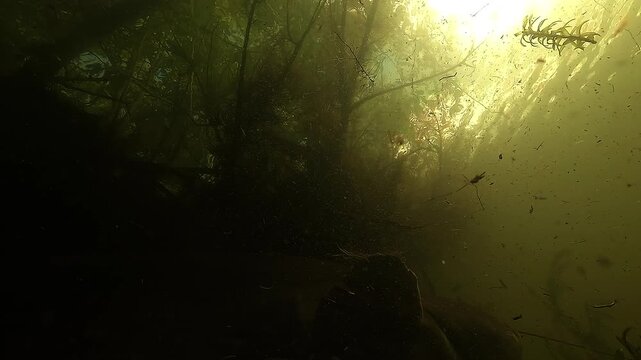 Low angle slow motion view of a wels catfish - Silurus glanis - hidden in the shade of an underwater bank, swimming away and lifting particles with its tail.