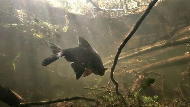 Common bream - Abramis brama - turns toward the camera in shallow freshwater among submerged branches and aquatic plants under soft sunlight.