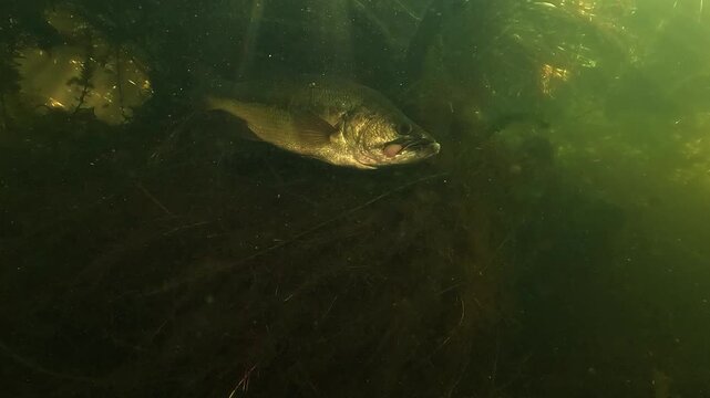 Low angle underwater view of a largemouth bass - Micropterus salmoides - showing mouth abscesses from hook injuries after catch and release fishing.