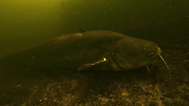 Large wels catfish - Silurus glanis - wakes up, turns toward camera, approaches, passes below and exits frame with powerful crocodile like tail movement.