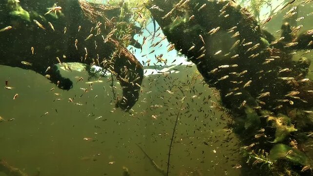 Low angle underwater view near a submerged tree stump sheltering a swarm of largemouth bass fry - Micropterus salmoides - in shallow freshwater of a French lake during spawning season.