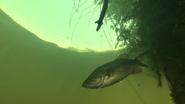 Low angle underwater view of a static largemouth bass - Micropterus salmoides - resting near a floating elodea patch in calm freshwater habitat. 