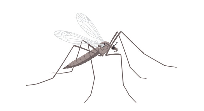 Isolated vector illustration of a mosquito insect with wings and long legs