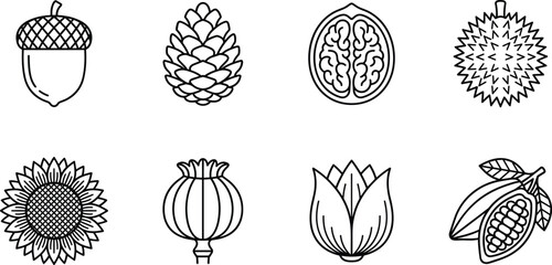Nature Seed and Botanical Illustration Set with Acorn Pinecone Sunflower Walnut and Floral Vector Line Art Collection © MDBABULU