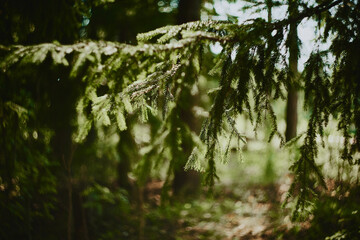 Spruce tree branch closeup view with sunny forest bokeh © Cavan