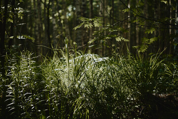 Lush forest grass with pine trees behind © Cavan