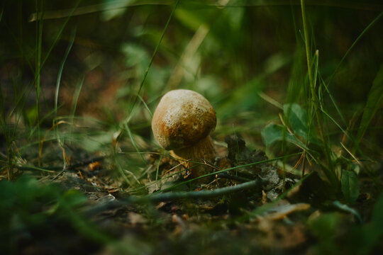 Macrophoto of a white muchroom in a forest
