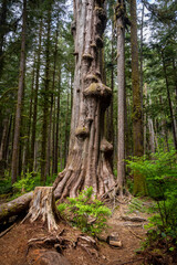 Obraz premium Ancient Western Red Cedar With Massive Burl in Old Growth Rainfo