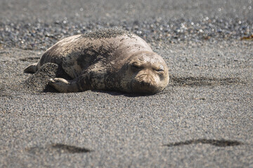 Fototapeta premium Resting Northern Elephant Seal on Pebble Beach Under Soft Sunlig