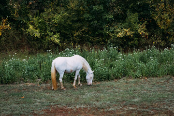 Fototapeta premium Lone white horse grazing near wildflowers