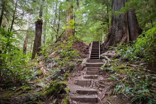 Mossy Wooden Stair Trail Through Old Growth Temperate Forest
