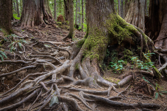 Moss-Covered Tree Roots and Exposed Trunk in a Temperate Forest