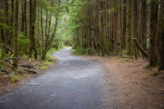 Mossy Forest Trail Winding Through Evergreen Woods and Fern Line