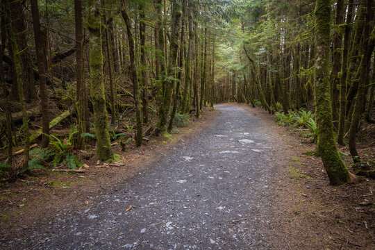 Mossy Forest Trail Through Tall Evergreen Trees in Temperate Woo