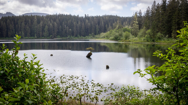 Small Lone Tree Growing on a Rock in a Tranquil Forest Lake Shor