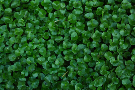 Water Hyacinth Floating Aquatic Plant Texture