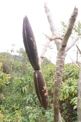 frangipani bud on plant in farm © Cavan