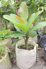 frangipani flower plant on farm © Cavan