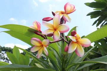 frangipani flower plant on farm © Cavan