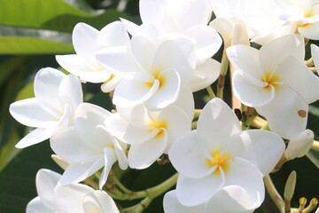 frangipani flower plant on farm © Cavan