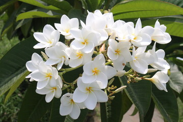 frangipani flower plant on farm © Cavan