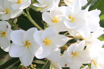 frangipani flower plant on farm © Cavan