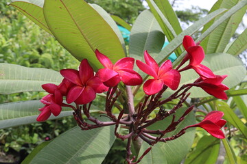 frangipani flower plant on farm © Cavan