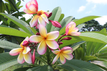 frangipani flower plant on farm © Cavan