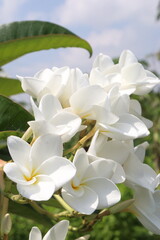 frangipani flower plant on farm © Cavan