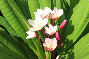 frangipani flower plant on farm © Cavan