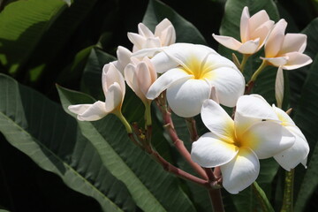 frangipani flower plant on farm © Cavan