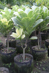 frangipani flower plant on farm © Cavan