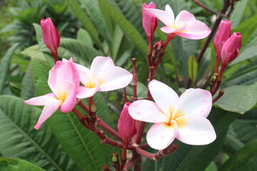 frangipani flower plant on farm © Cavan
