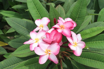 frangipani flower plant on farm © Cavan
