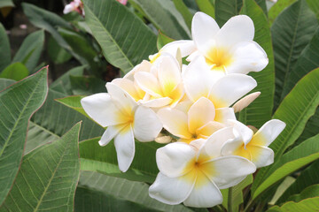 frangipani flower plant on farm © Cavan
