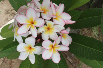 frangipani flower plant on farm © Cavan