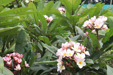 frangipani flower plant on farm © Cavan