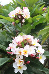 frangipani flower plant on farm © Cavan