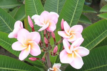 frangipani flower plant on farm © Cavan