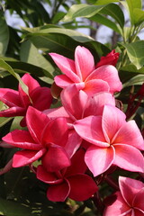 frangipani flower plant on farm © Cavan