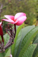 frangipani flower plant on farm © Cavan