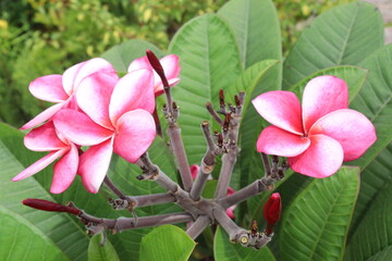 frangipani flower plant on farm © Cavan