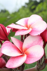 frangipani flower plant on farm © Cavan