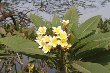 frangipani flower plant on farm © Cavan